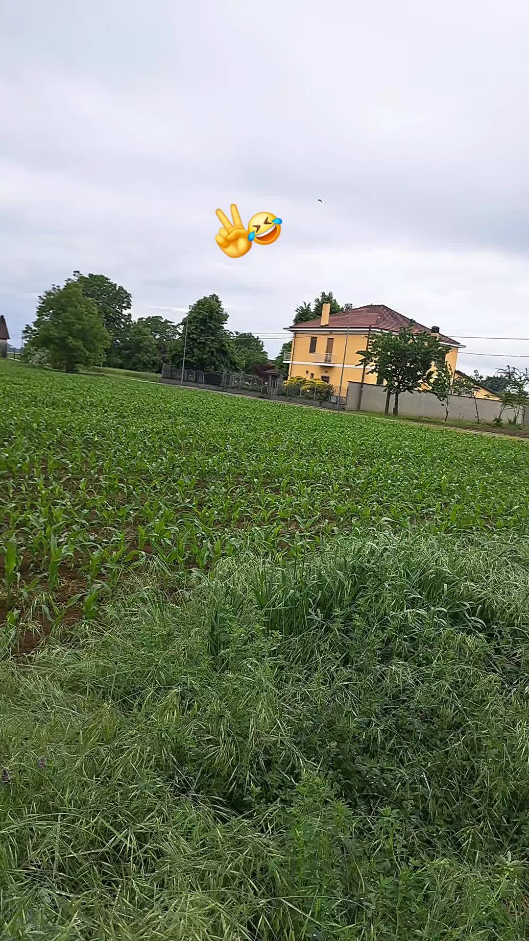 @illupo29