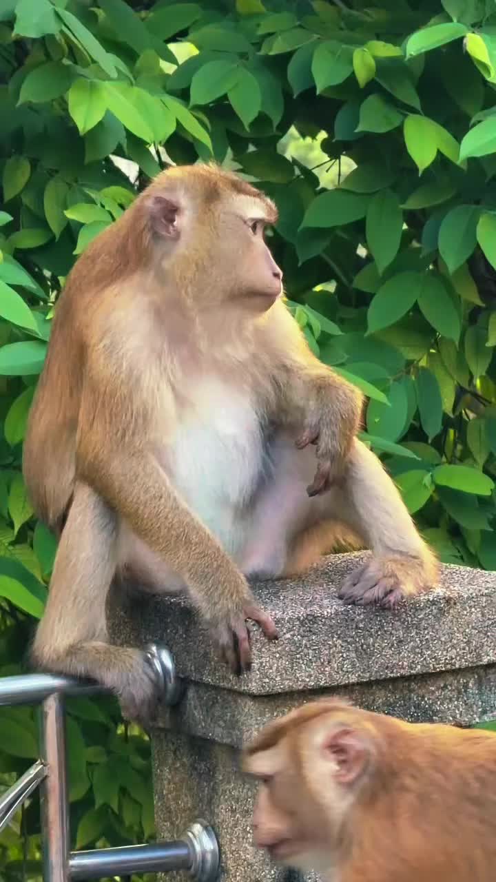 @Monkeyking❤