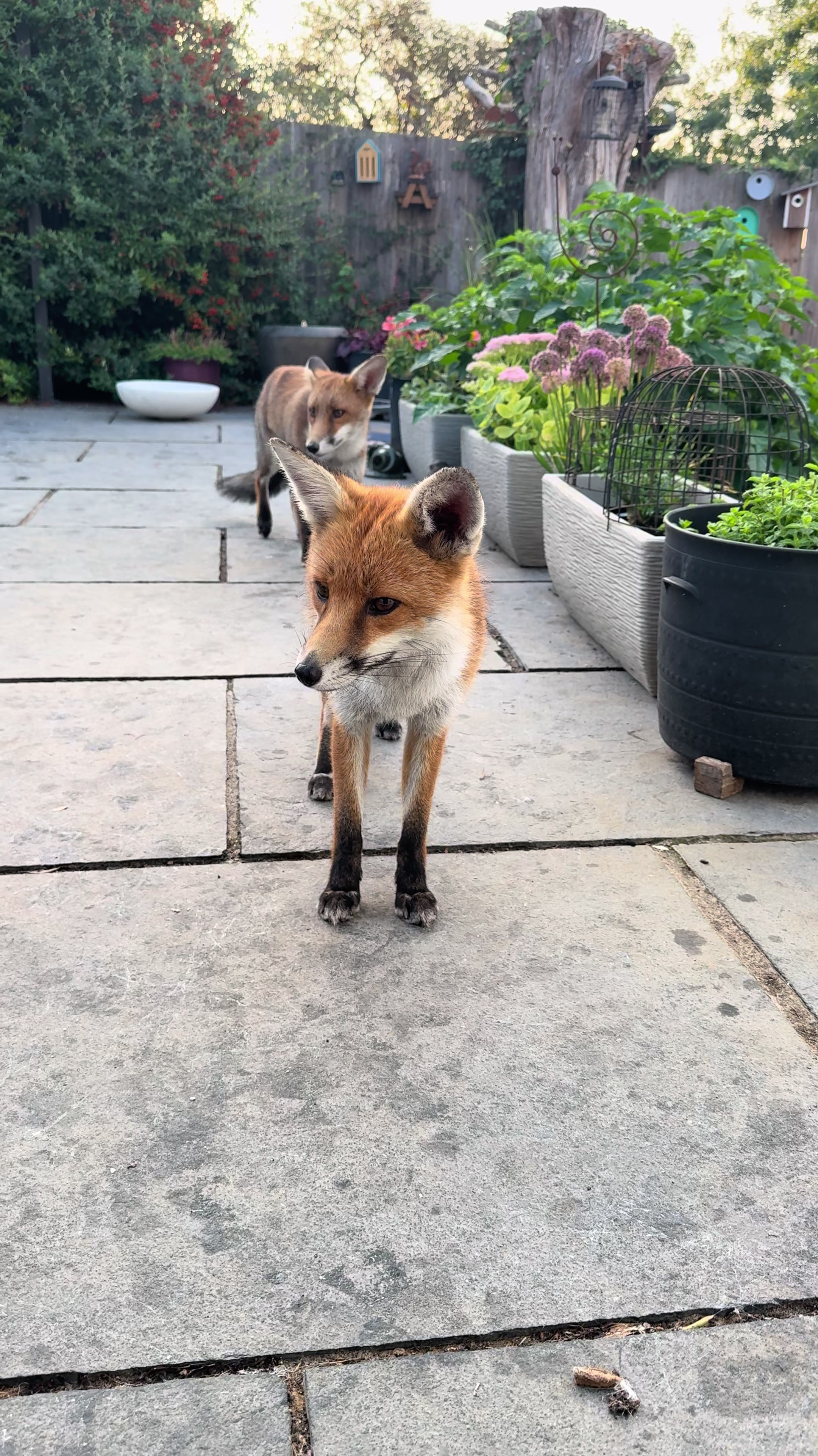 @gp_foxes