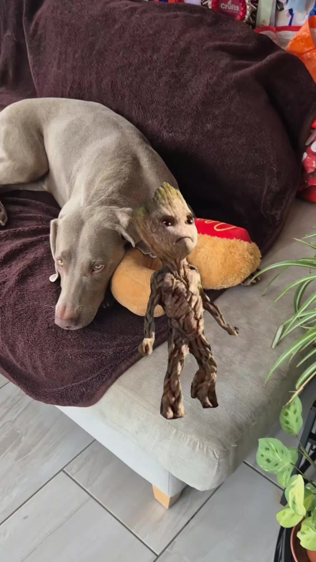 @Sabsky weimaraners