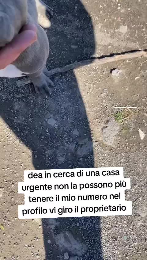 @⚠️ IL RE DEI BULLY ⚠️