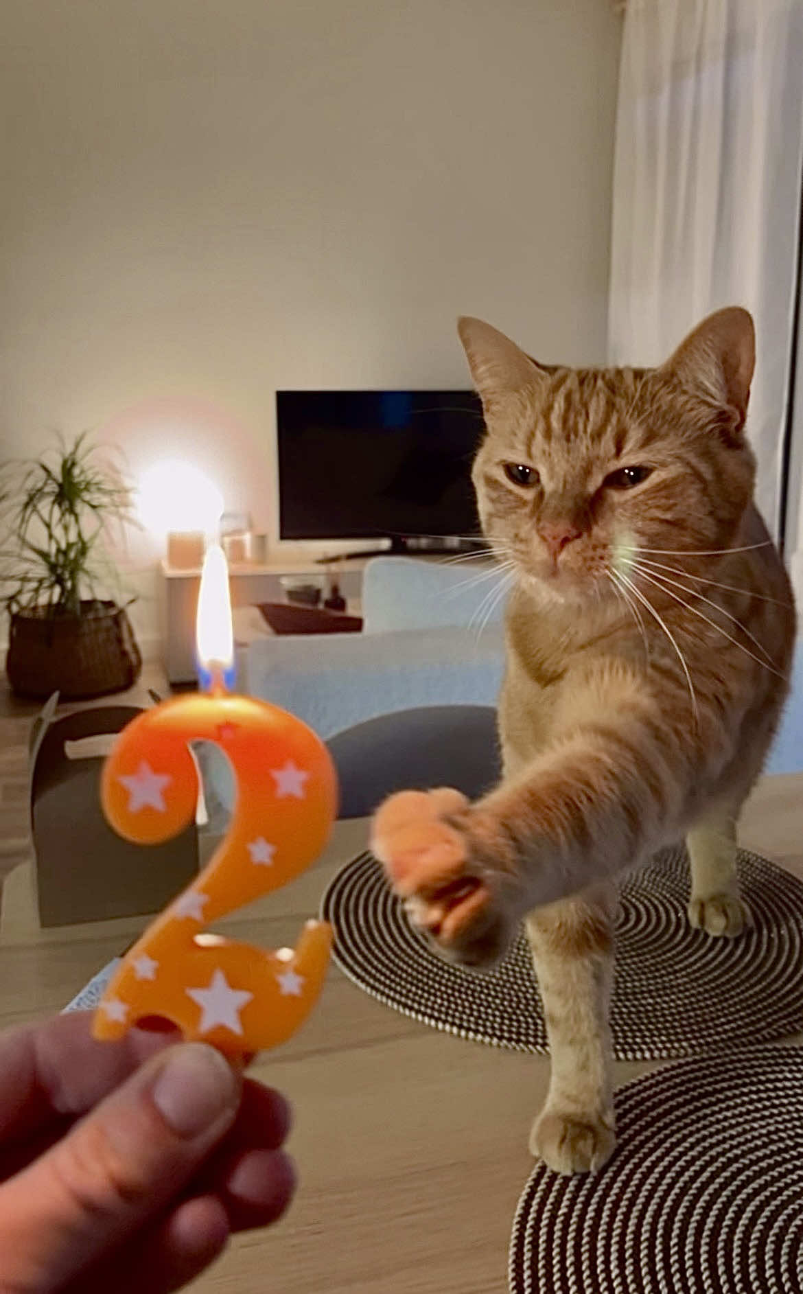 @ℂ𝕙𝕒 & 𝕄𝕚𝕝𝕠 ♈︎ 🐱