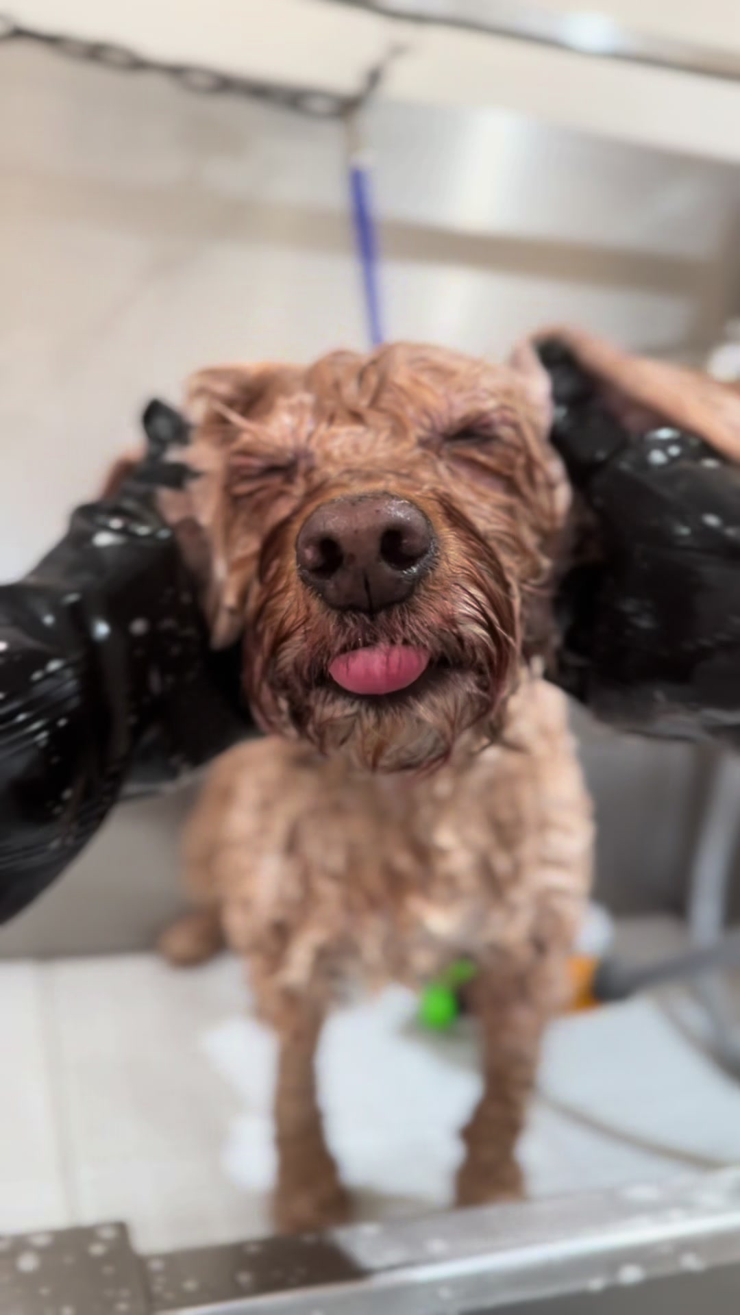@madeleinesdoggrooming