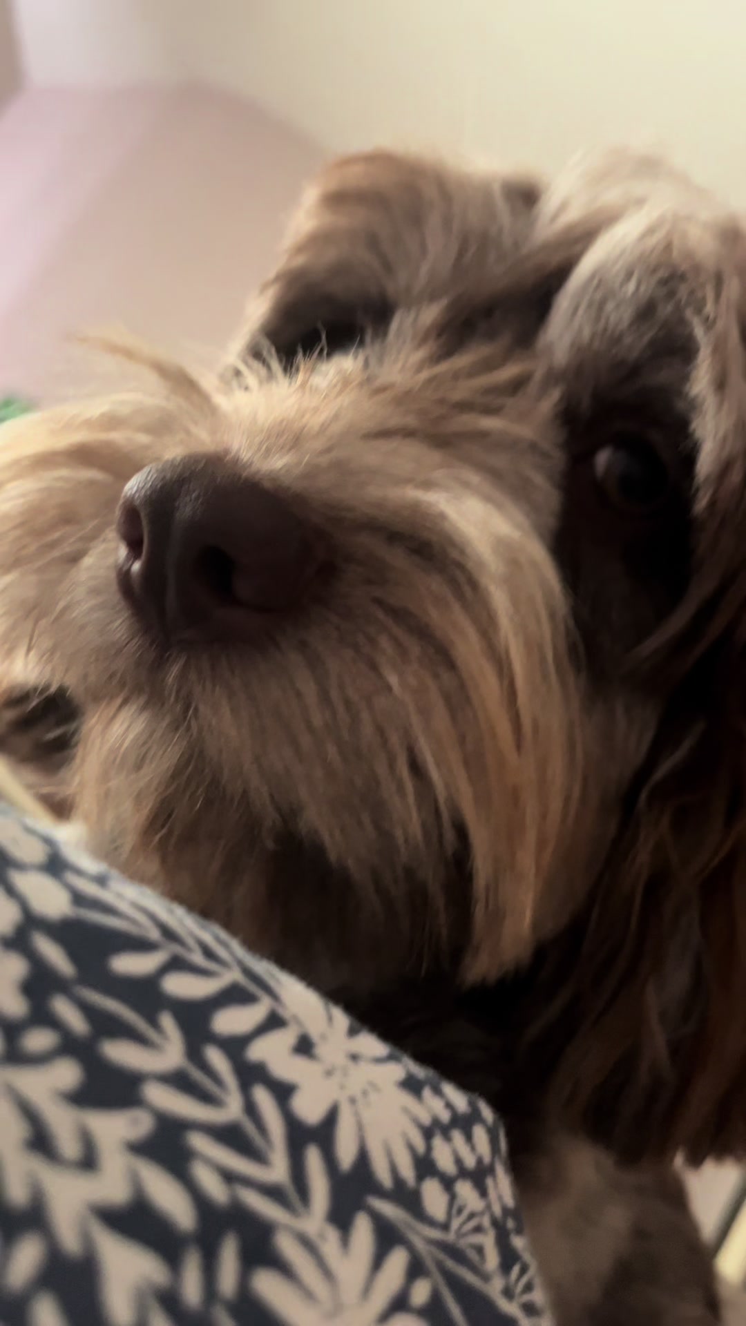 @pennythesprockerpoo
