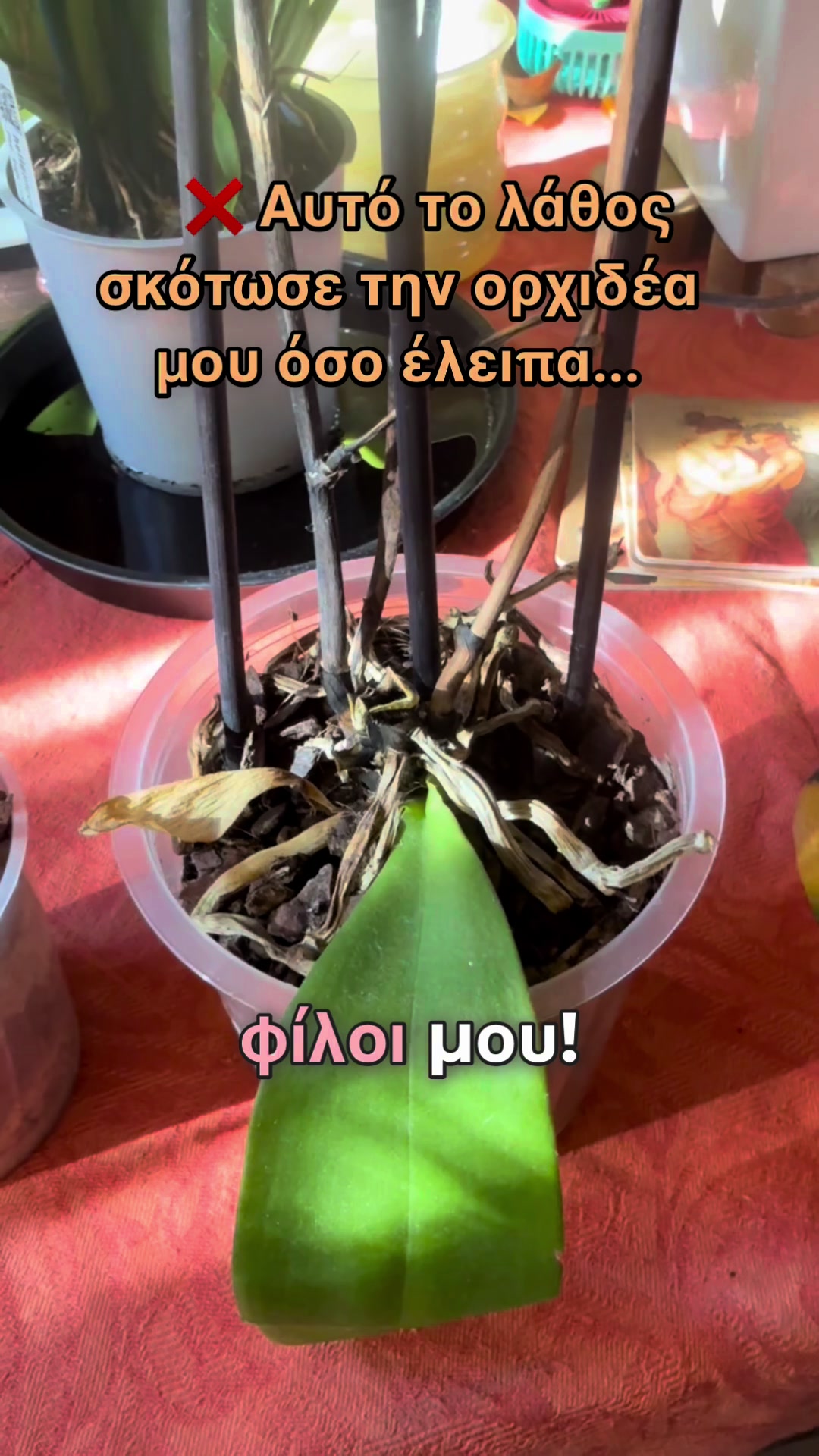 @All About Orchids