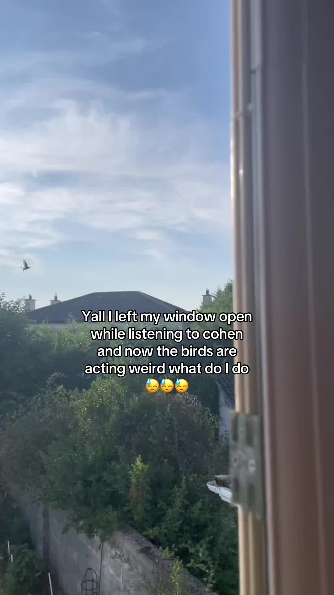 @pigeon_productions_