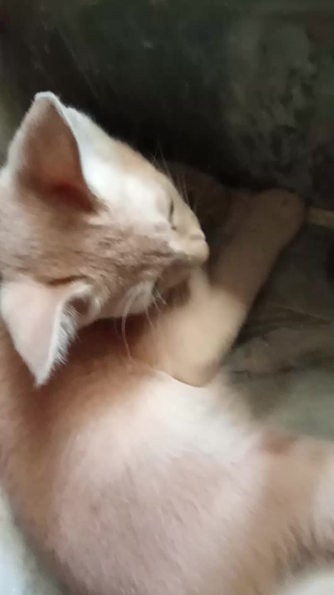 @cutecatlover8172