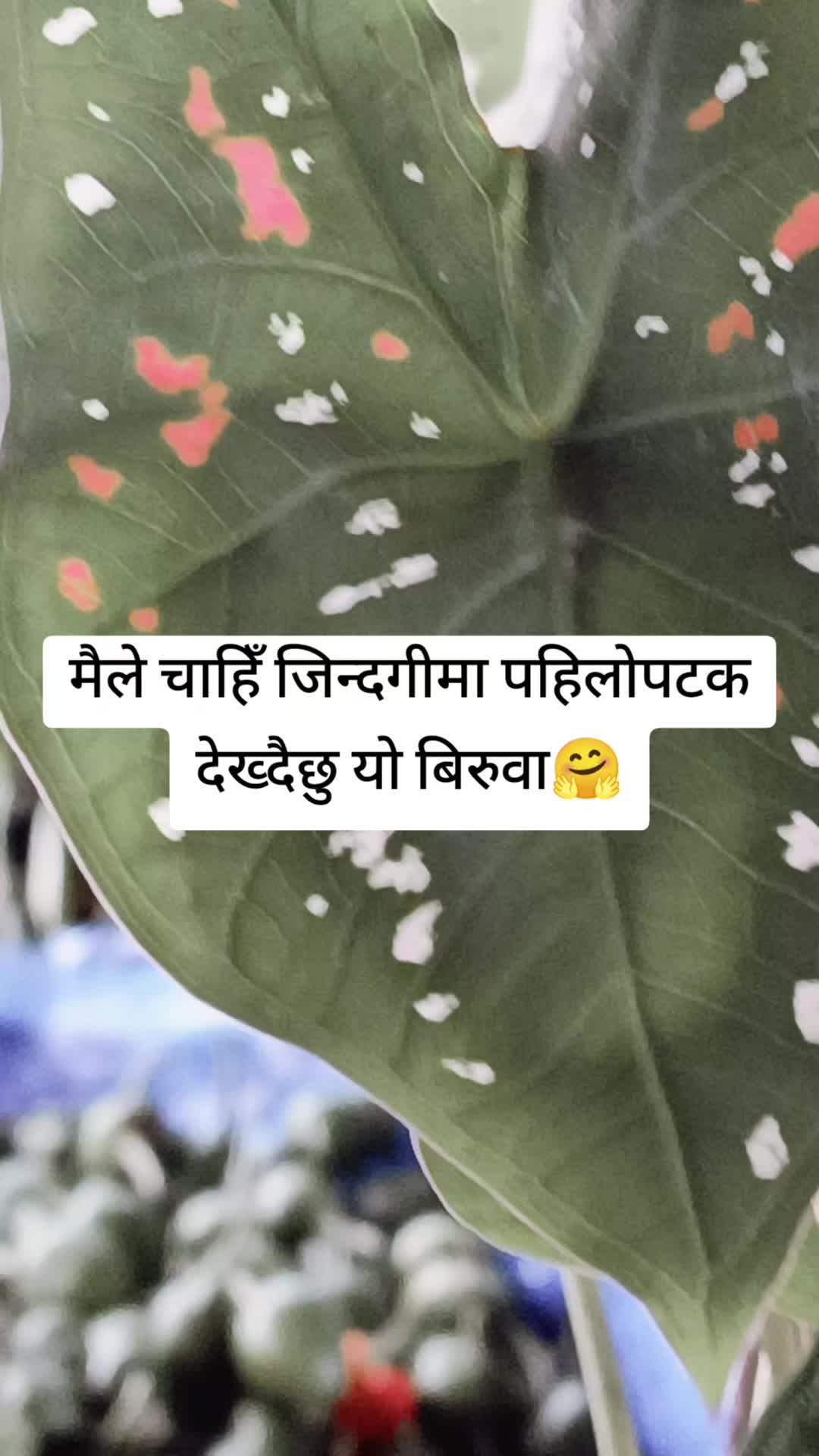 @Anamika Rai