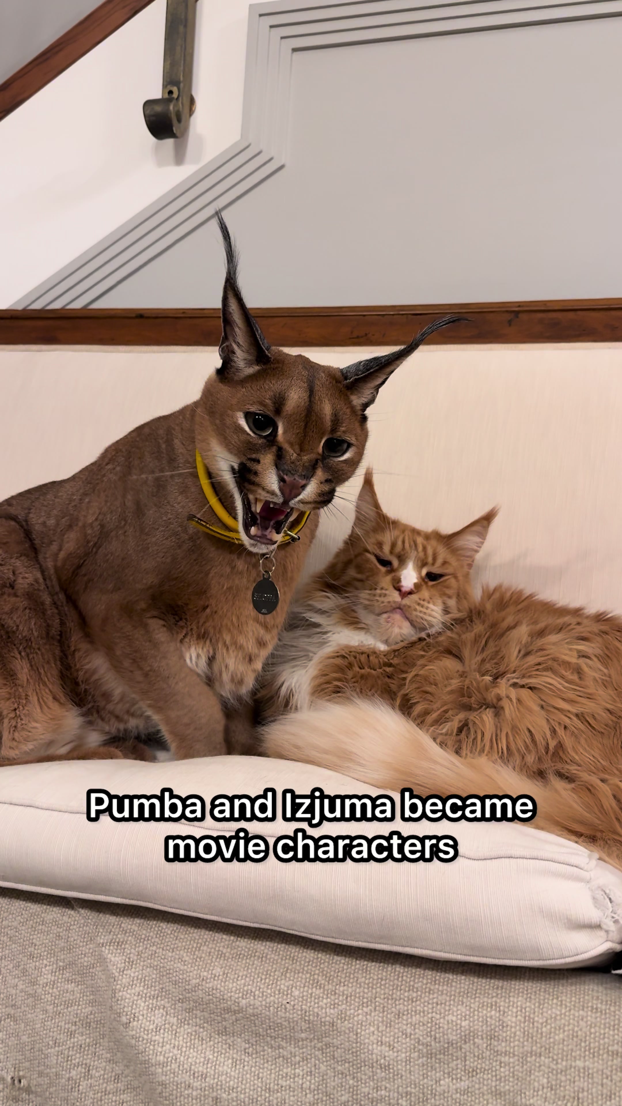 @Pumba Caracal