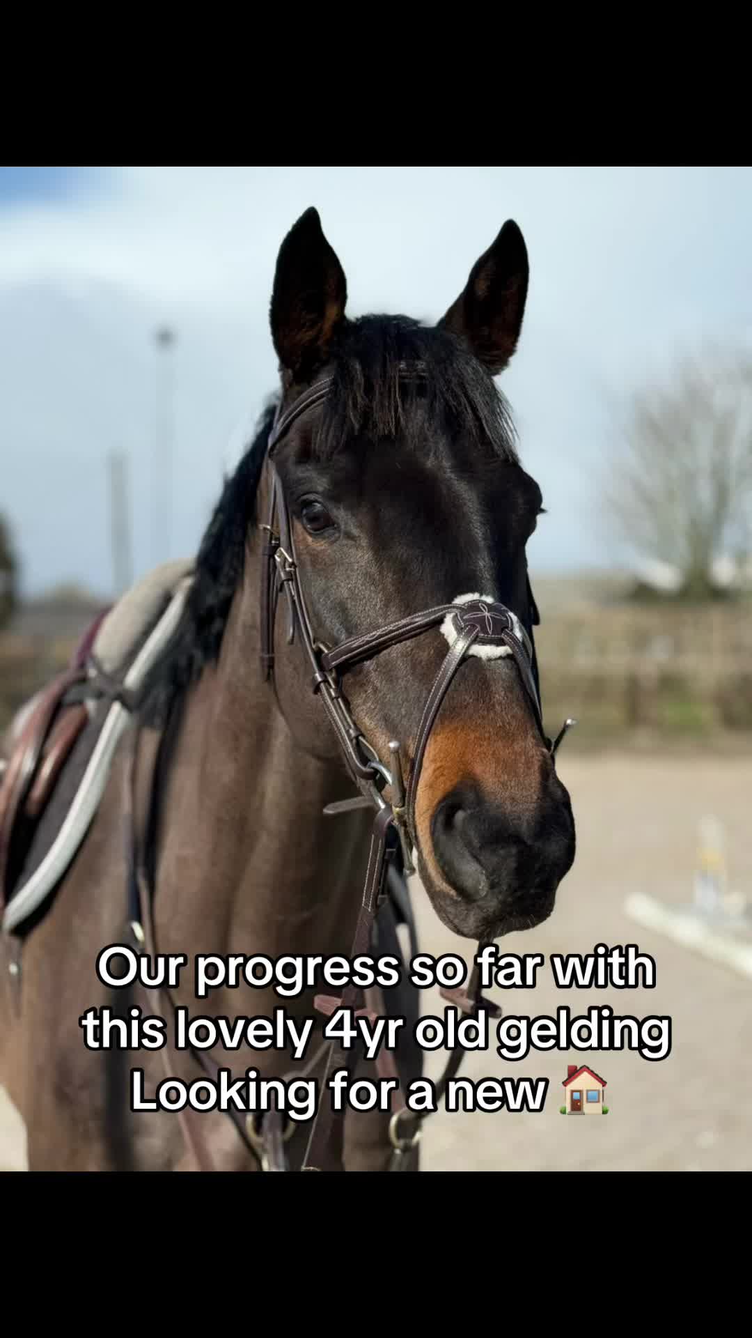 @RavenSide Equestrian