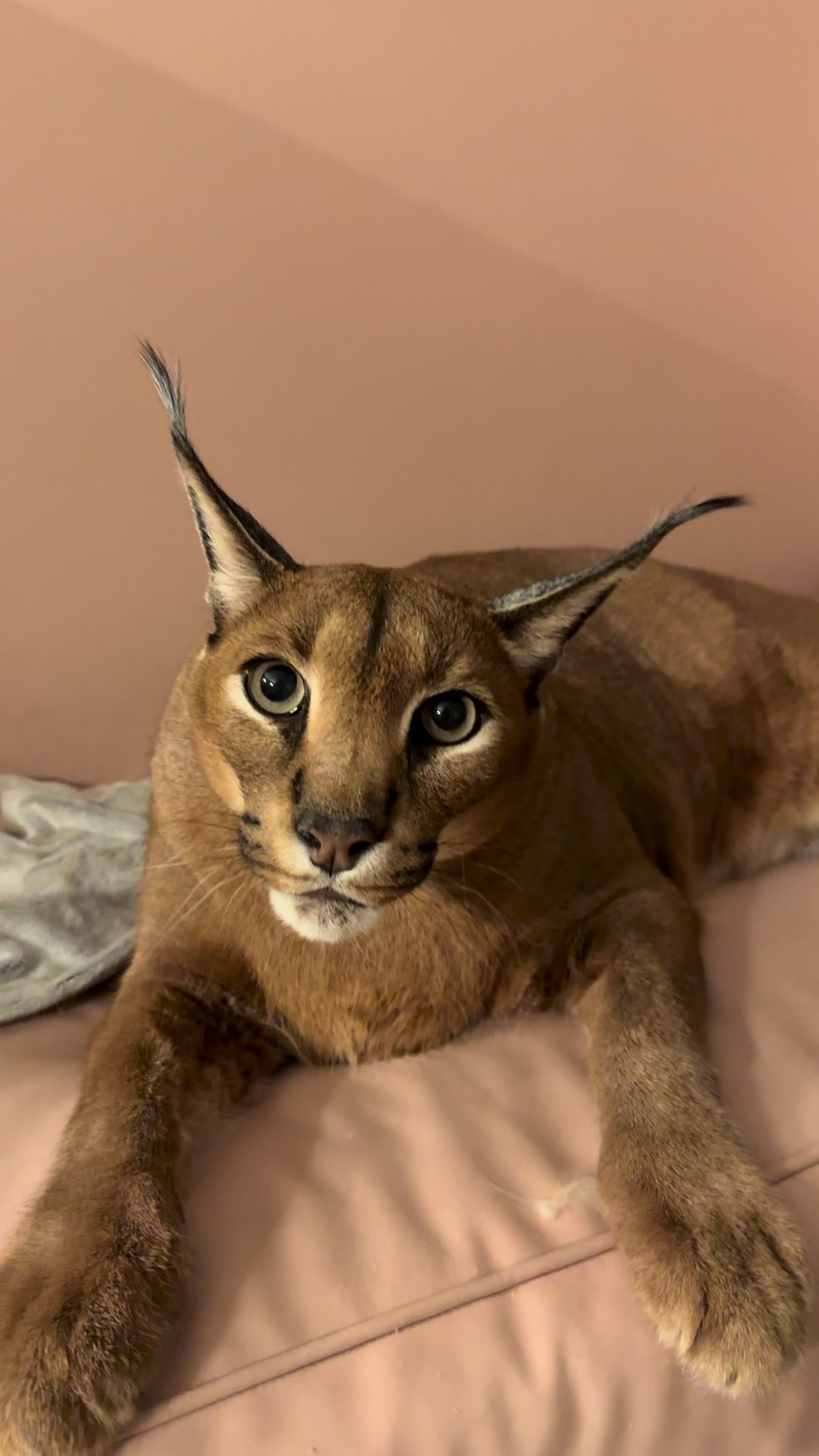 @Pumba Caracal