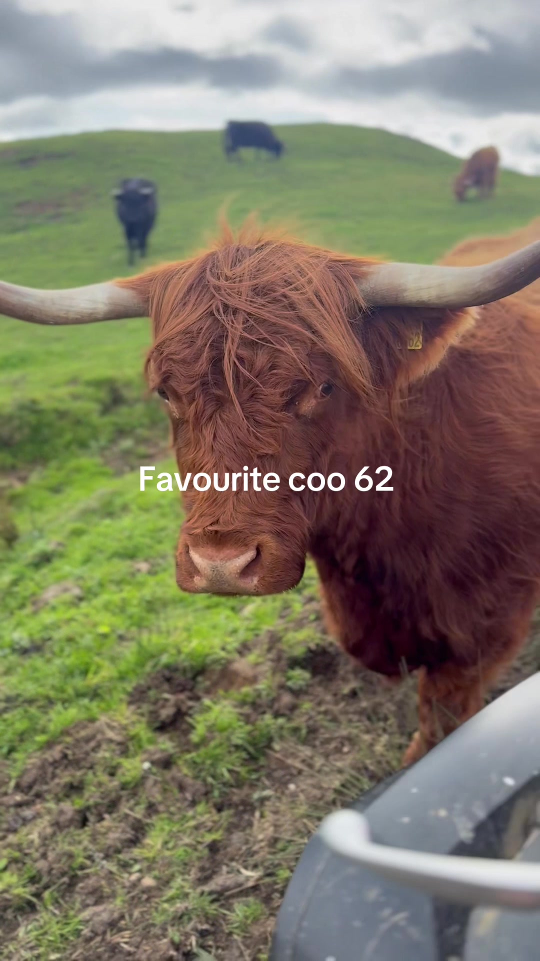 @Highland Coo Clan