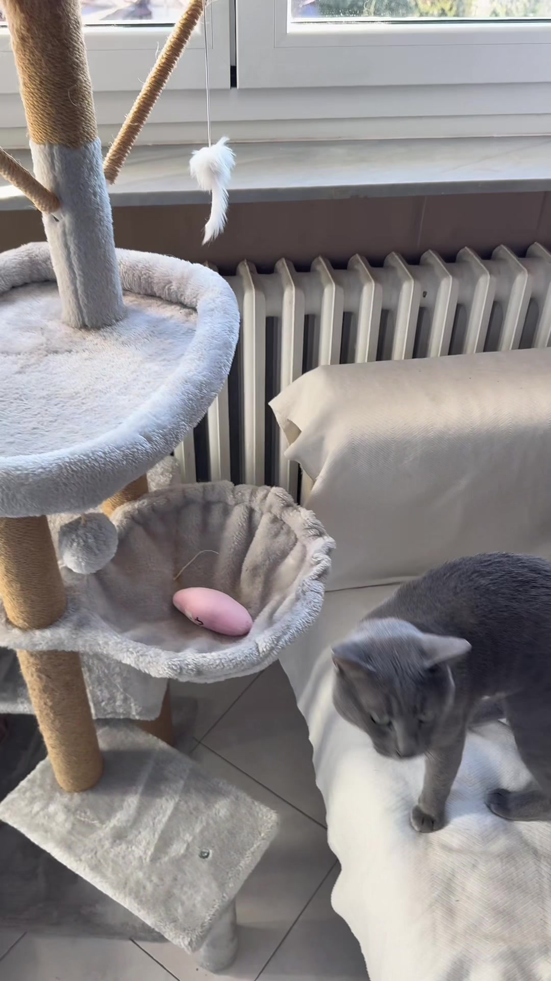 @Toby The Kitten