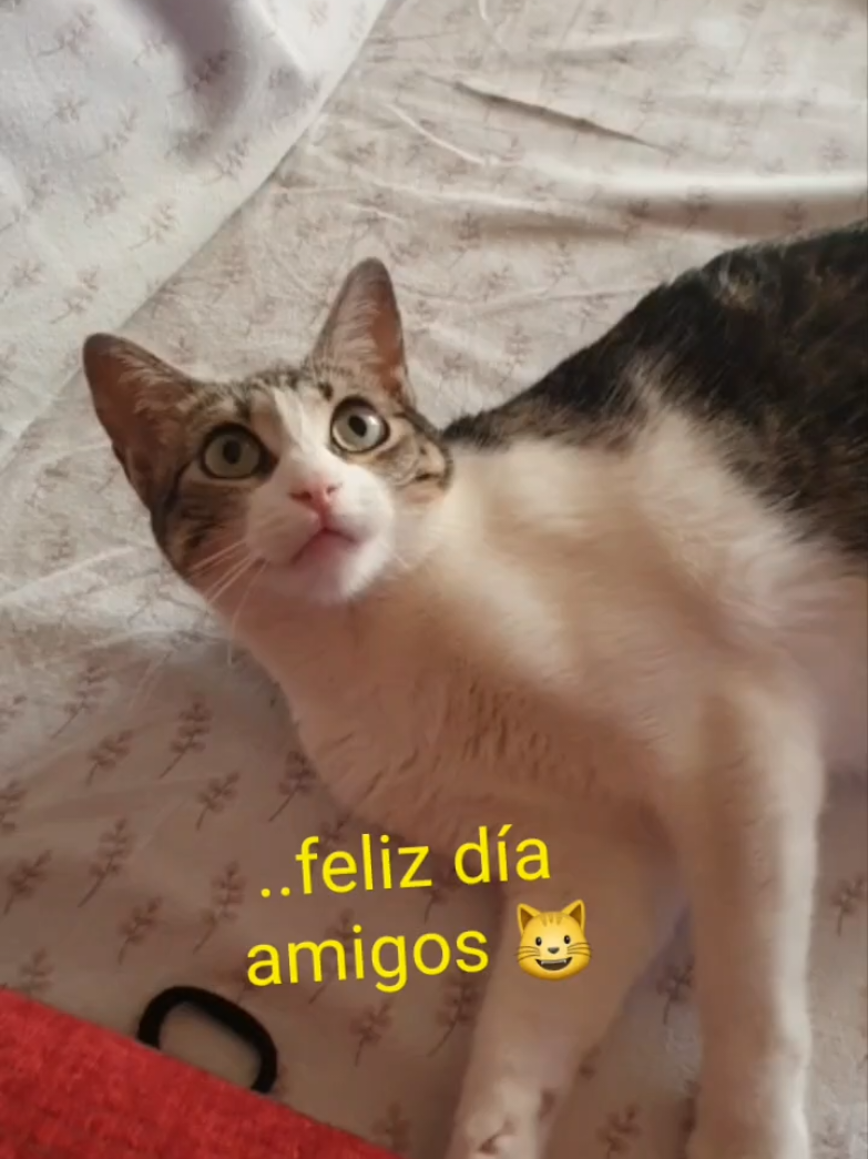 @nikii