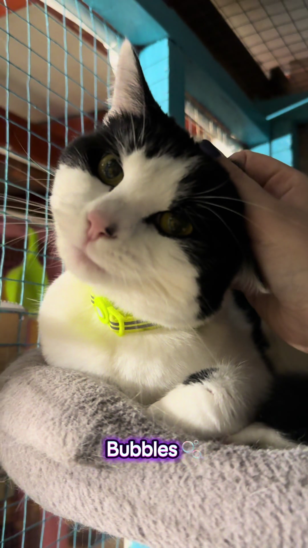 @swalecliffecattery