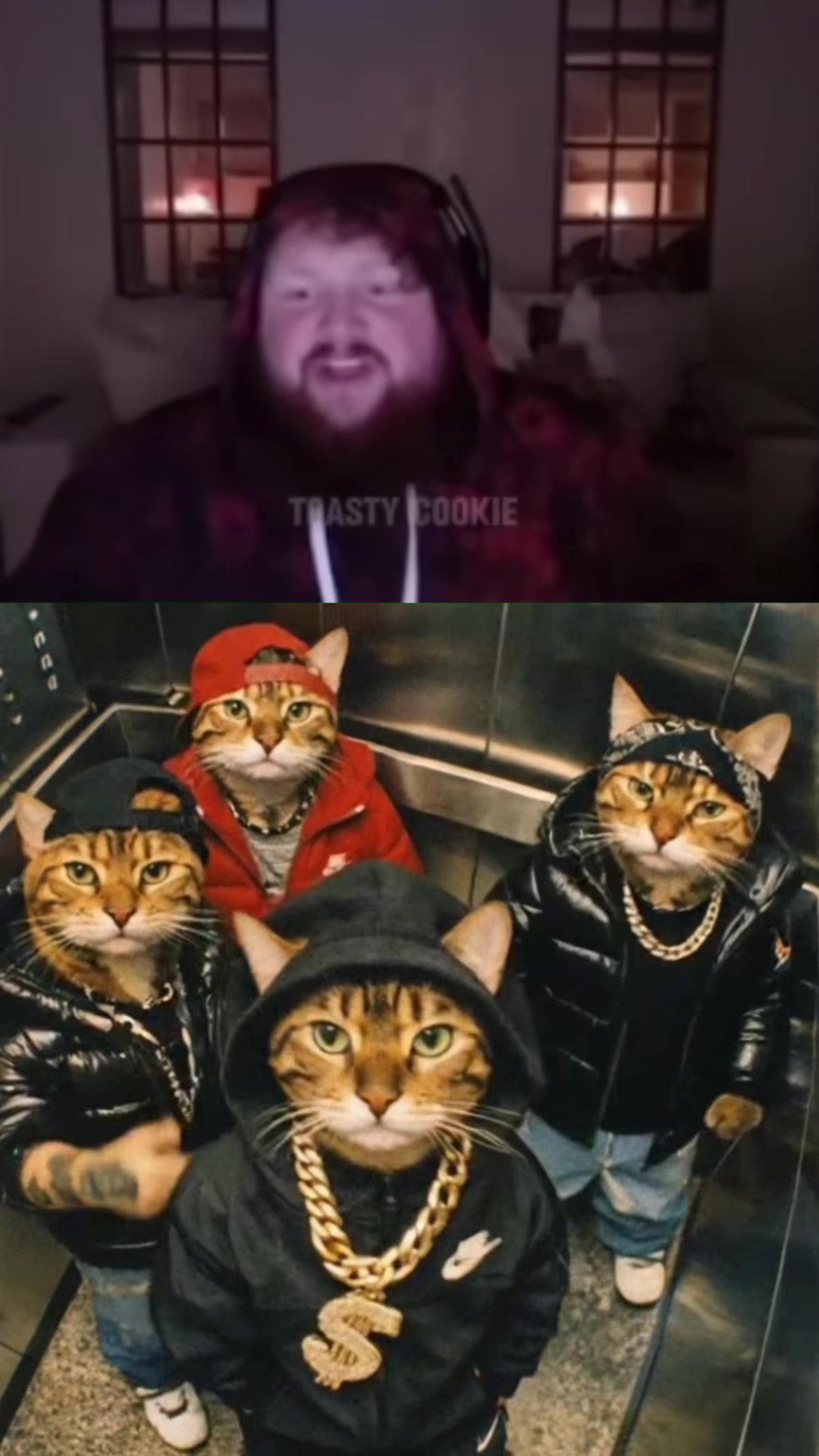 @gang_cat
