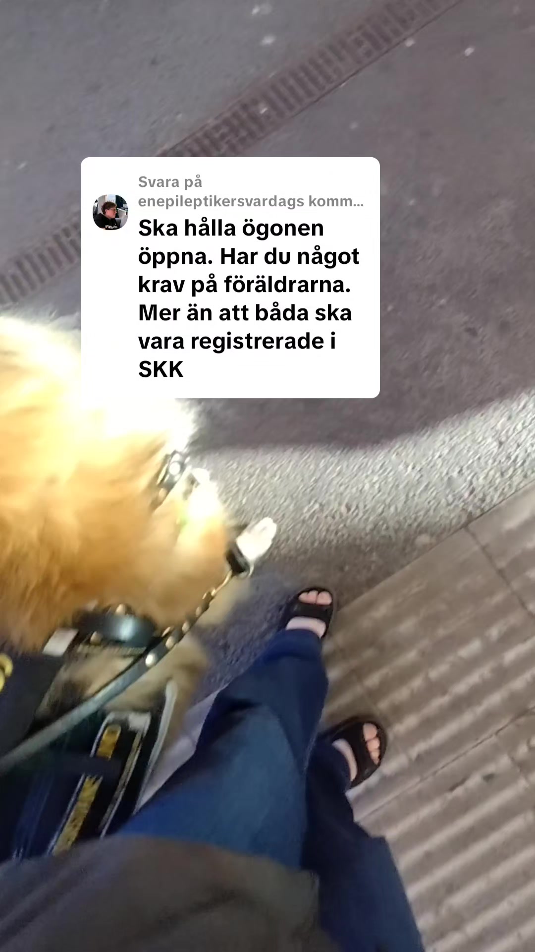 @Fenix-Tervueren AssistanceDog