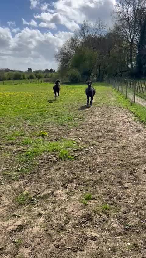 @Alfiepony