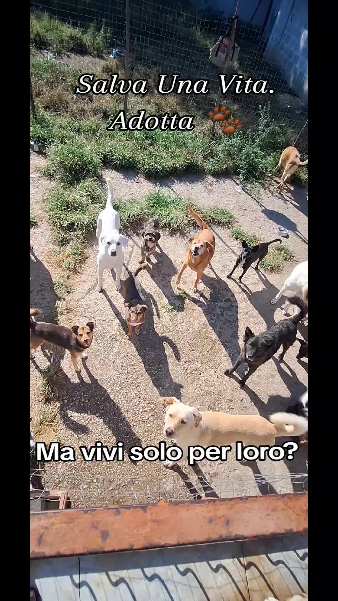 @🐾adotta🐾Sopito Antonella