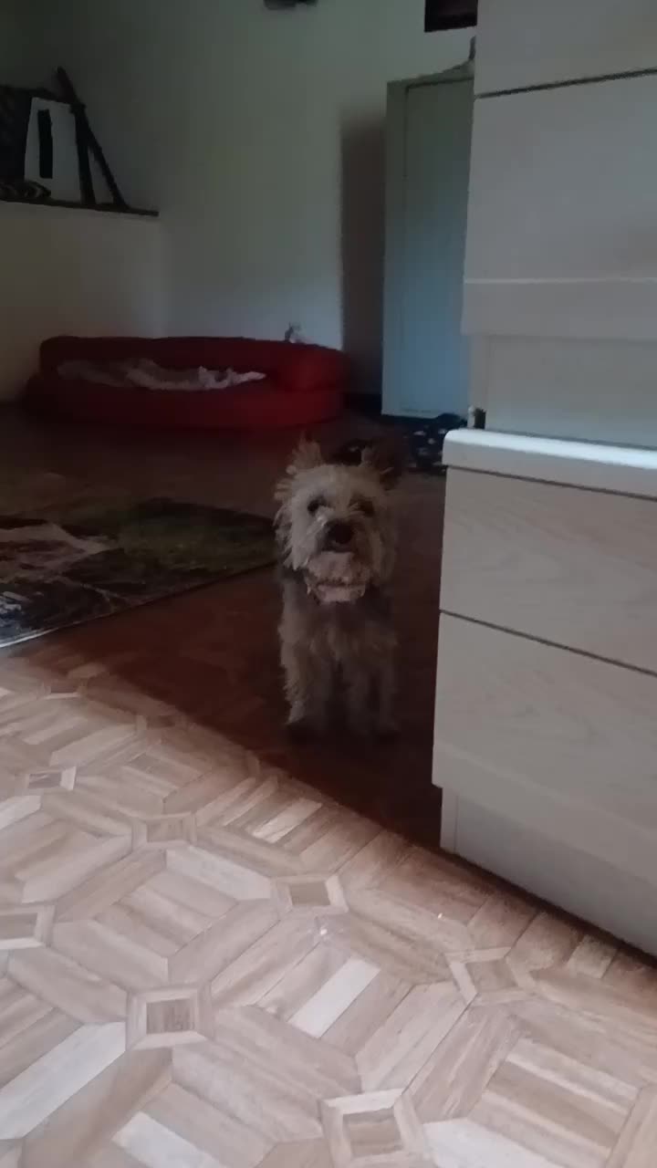 @Buddy the fundog
