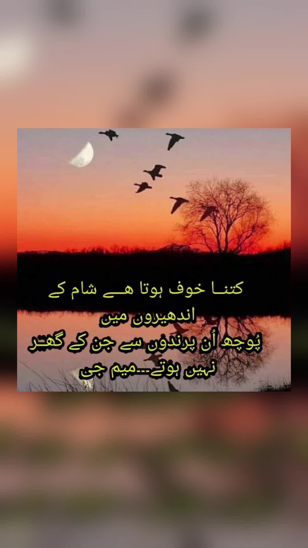 @🌹MeEm jEe SHeIkH میم جی 🌹Uk