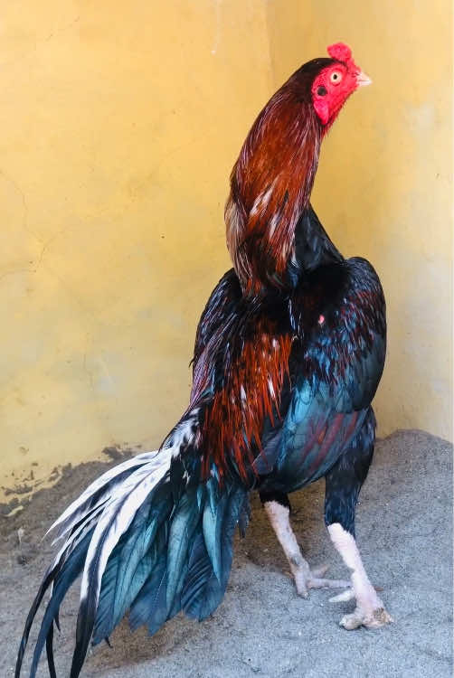 @Poultry Markaz