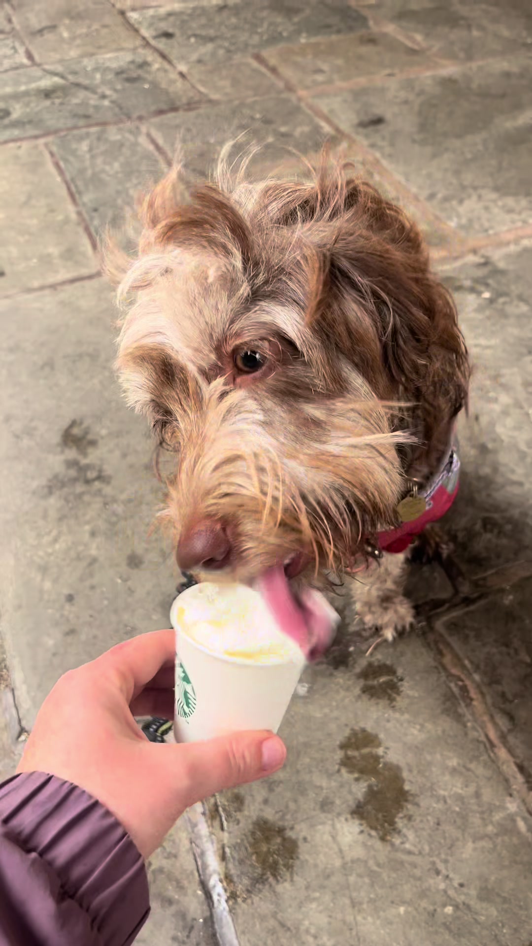 @pennythesprockerpoo