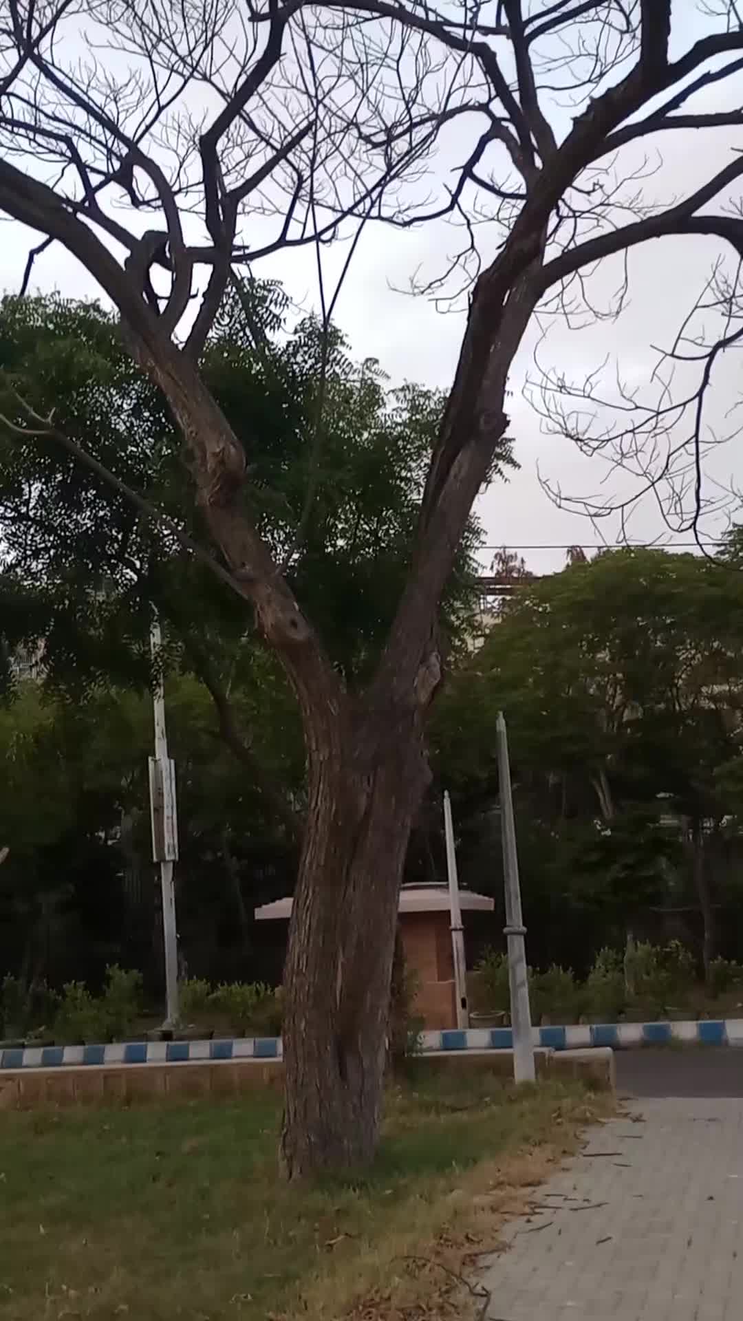 @Haya