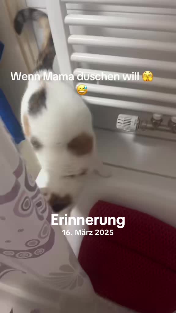 @Aileens_Katzen_Alltag