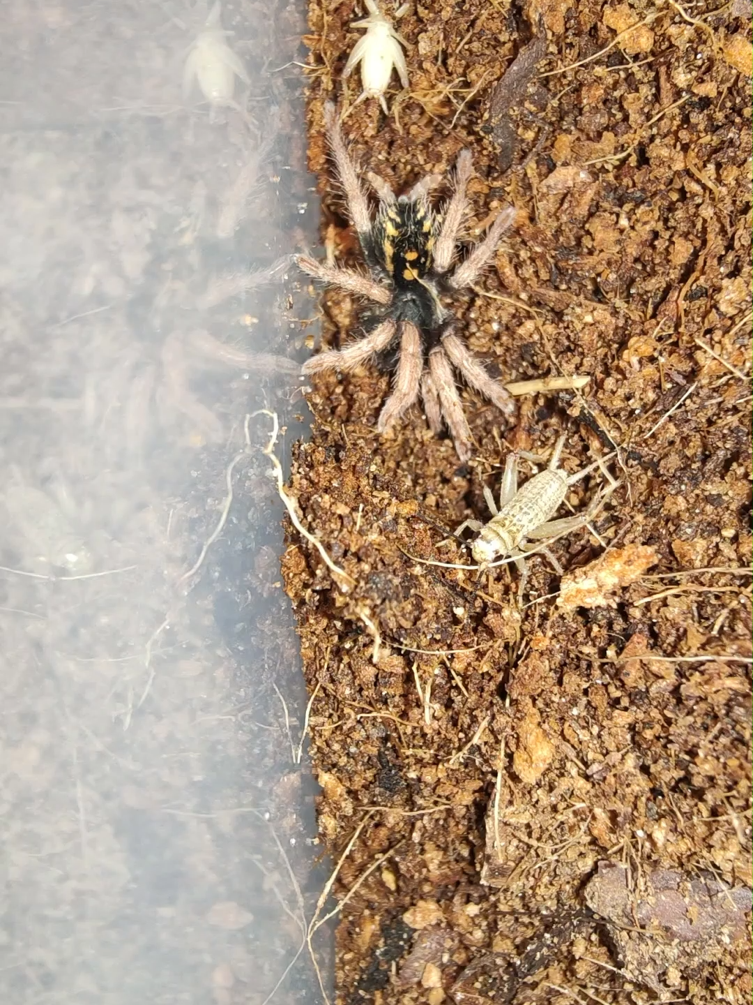 @The Spider Shop