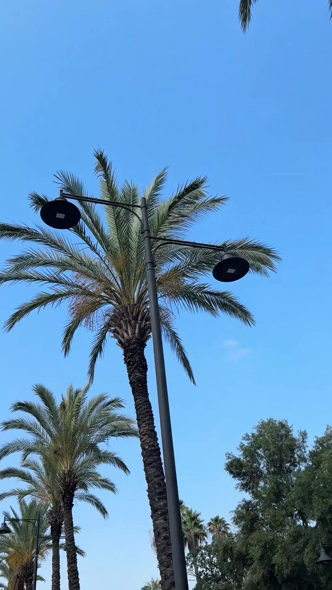 @arigona