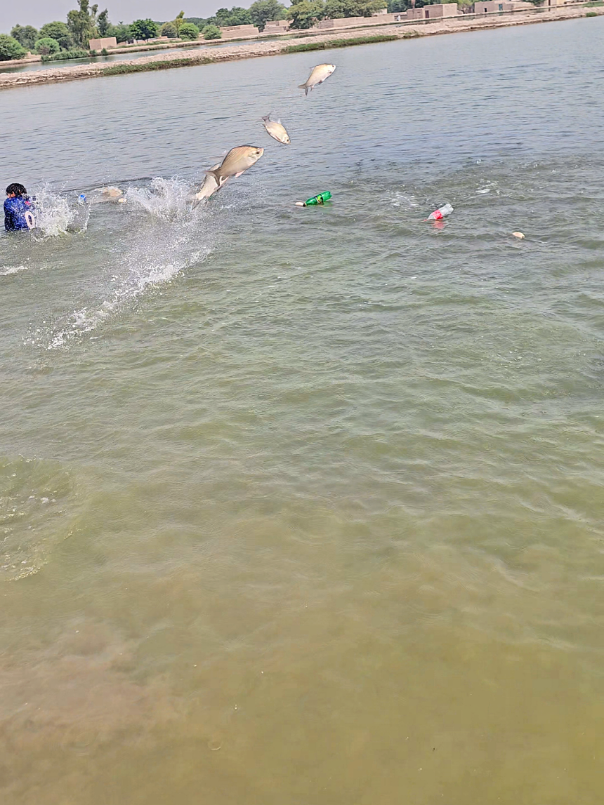 @fish catching video
