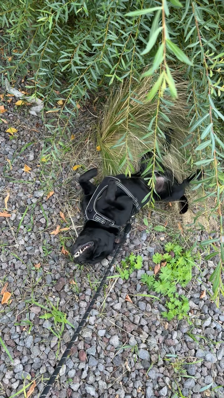 @staffie.young.tao