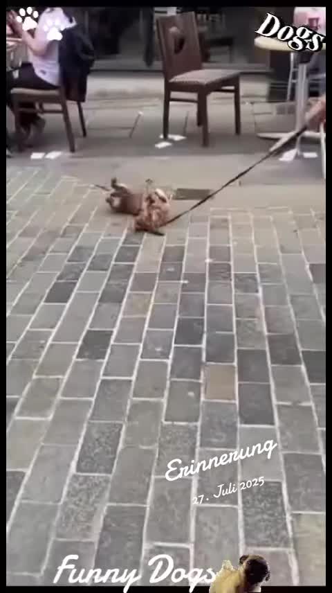 @Gulp 🇦🇹Team Chihuahua ❤