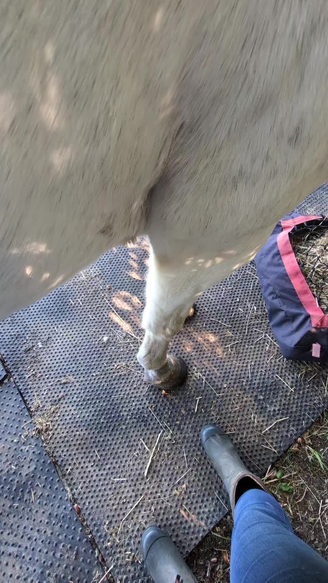 @Hopping Hooves