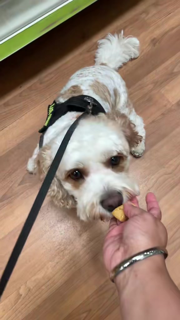 @My Cavachon