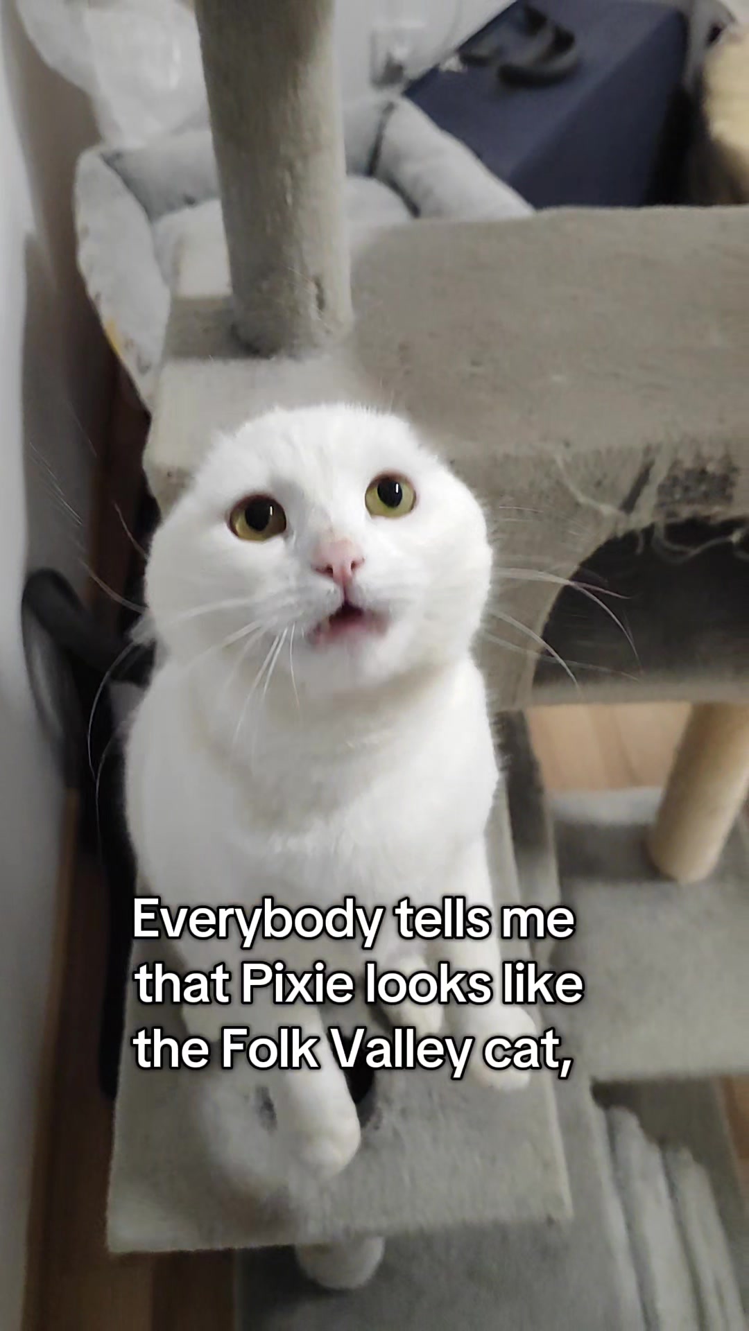 @Fluffy and Pixie