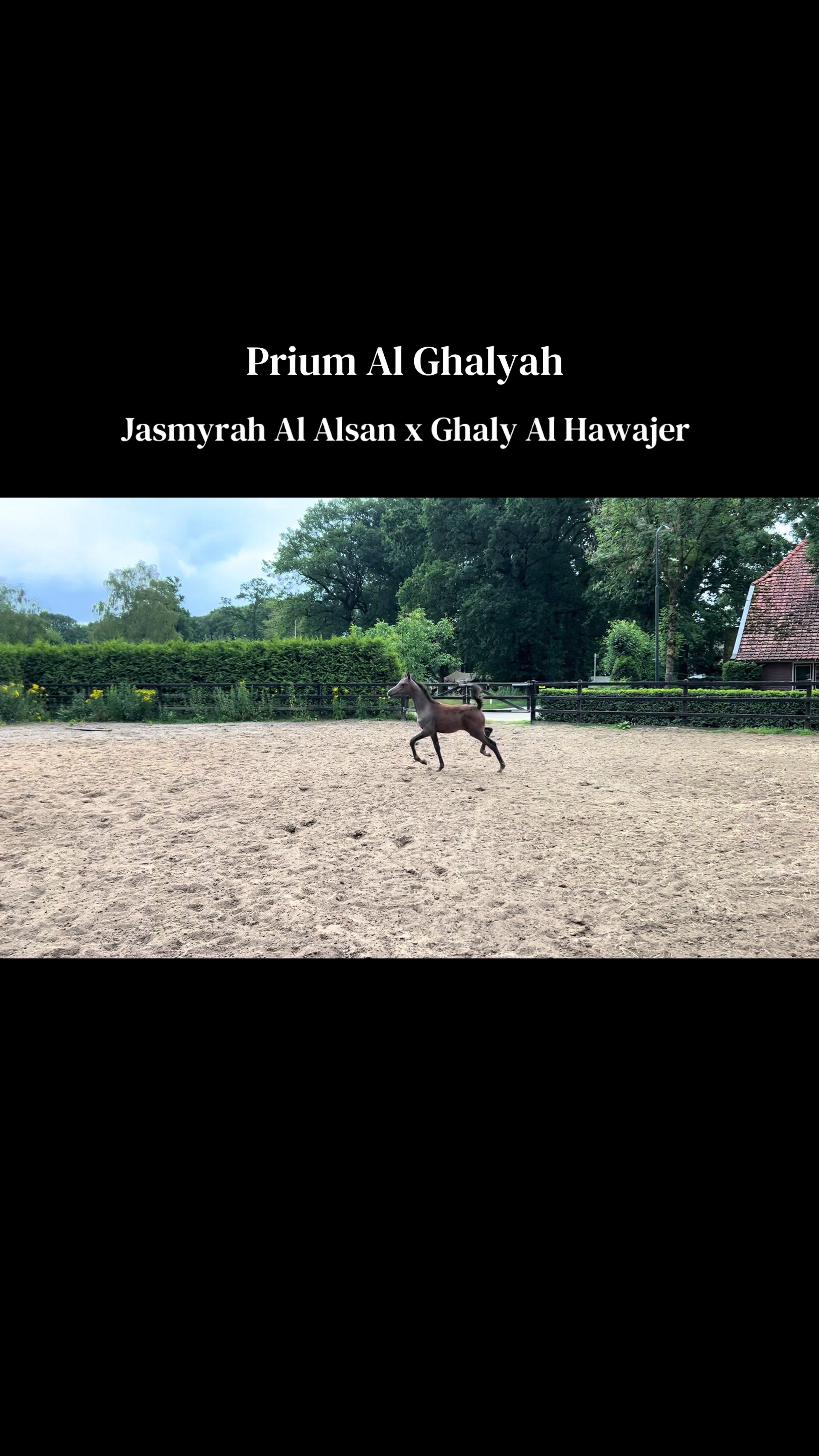 @Prium Arabians