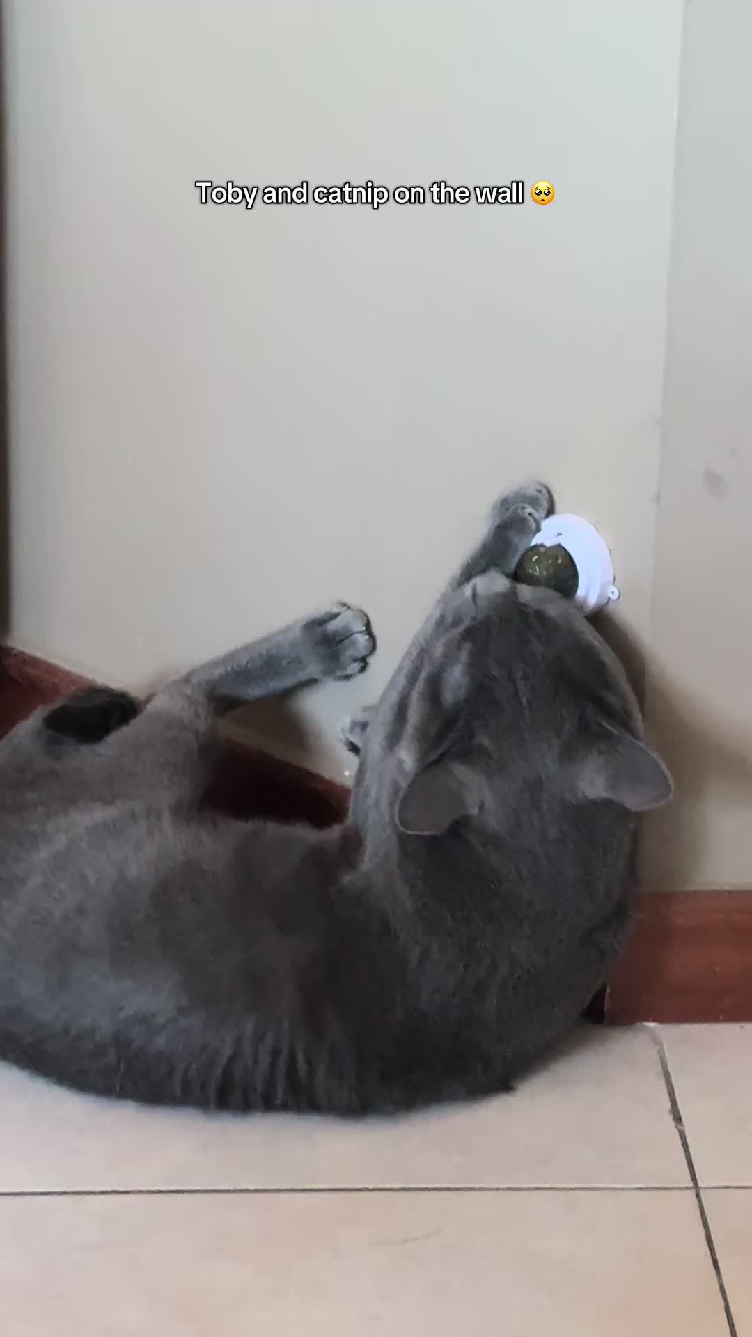 @Toby The Kitten