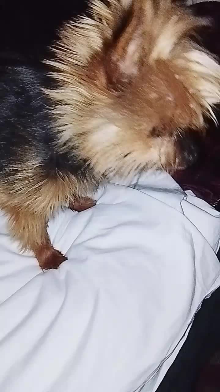 @petfamily4