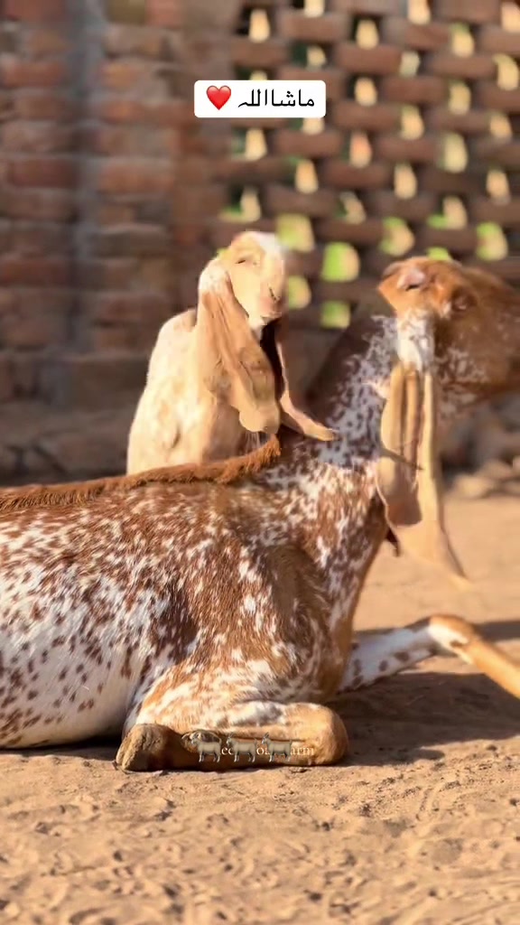 @Murwa Goat farm