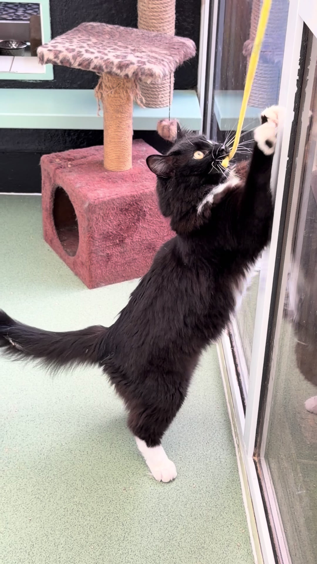 @Herongate Village Cattery