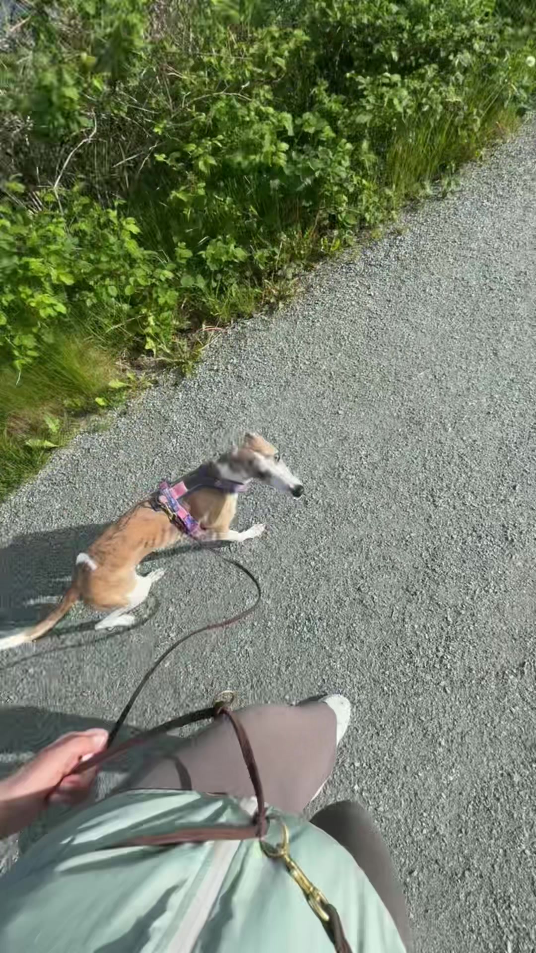 @bianka.the.whippet