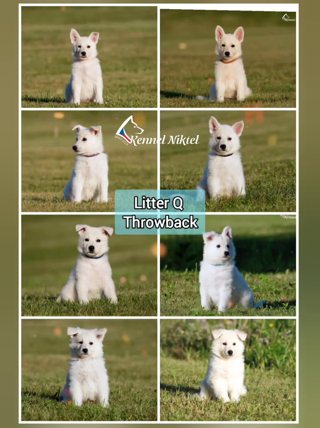 @Kennel Niktel