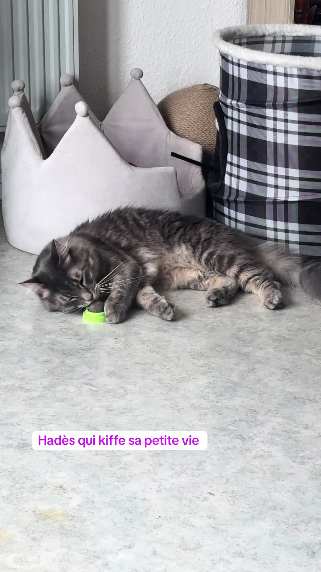 @Had&egrave;s & Zeus 🐱⚡️