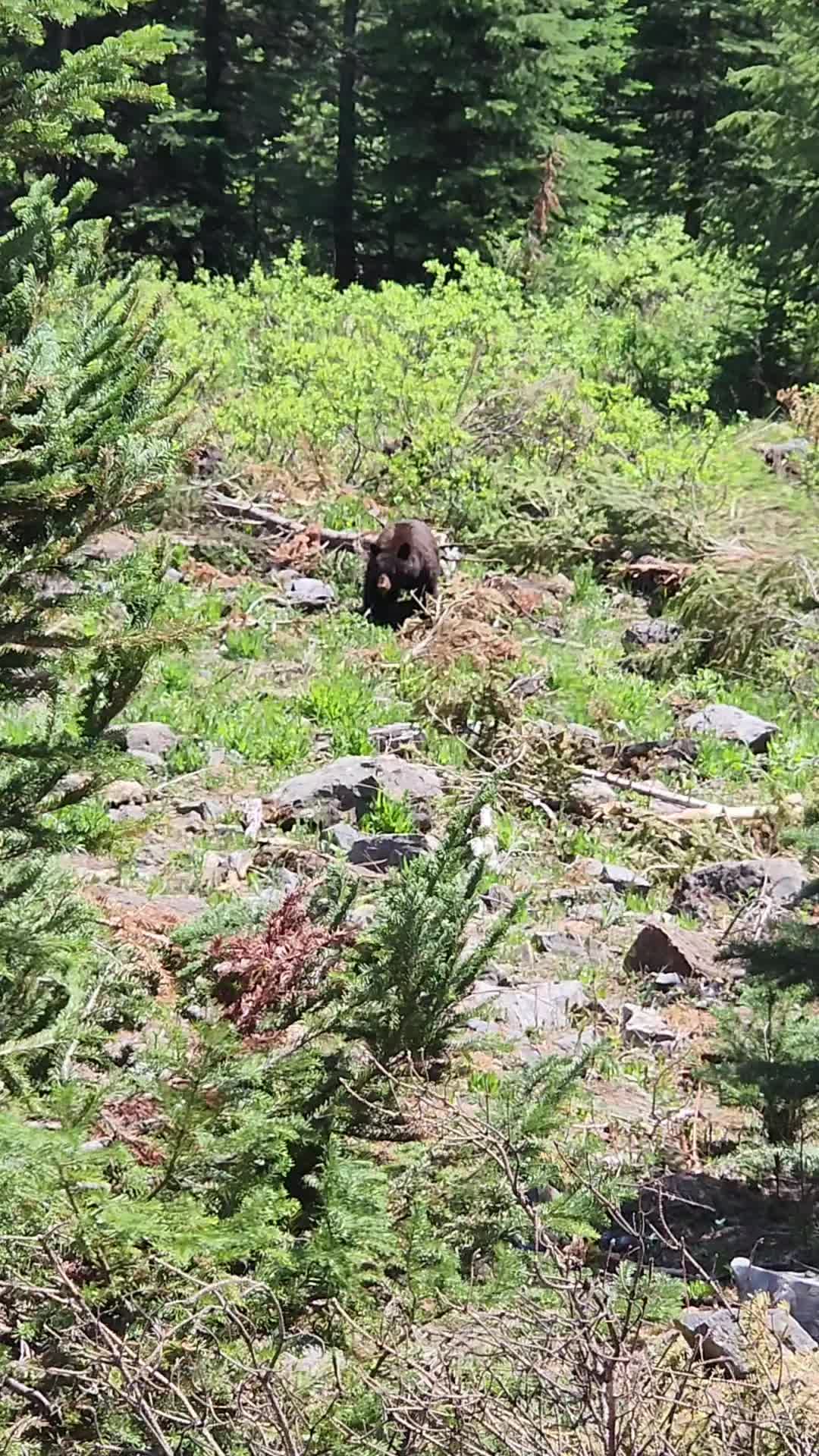 @Banff Trail Running & Wildlife