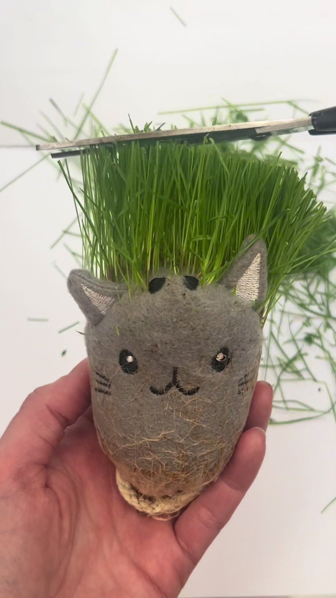 @Meow Town