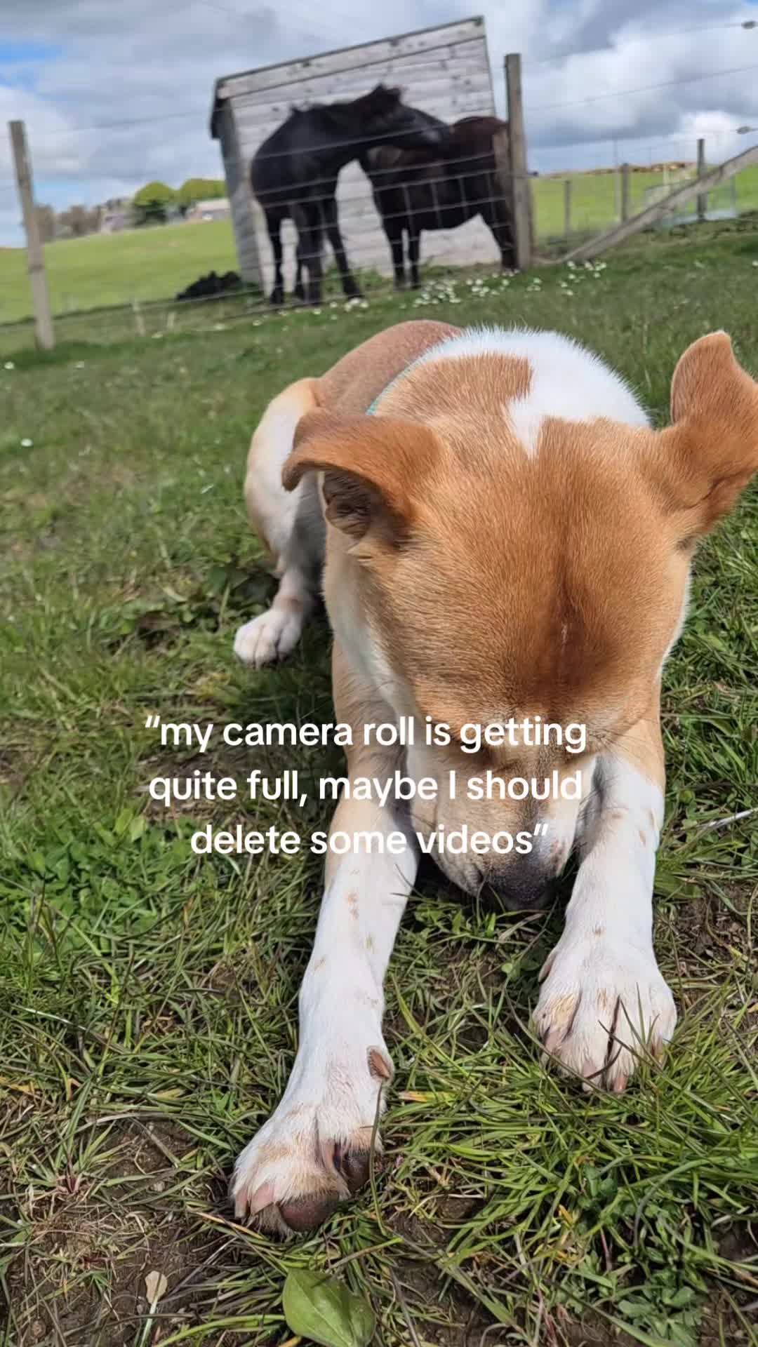 @wildlife_rescue_adventure