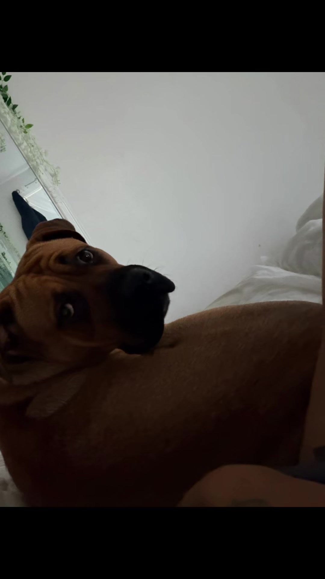 @💕Sara💕 SpartanMastiffs💕