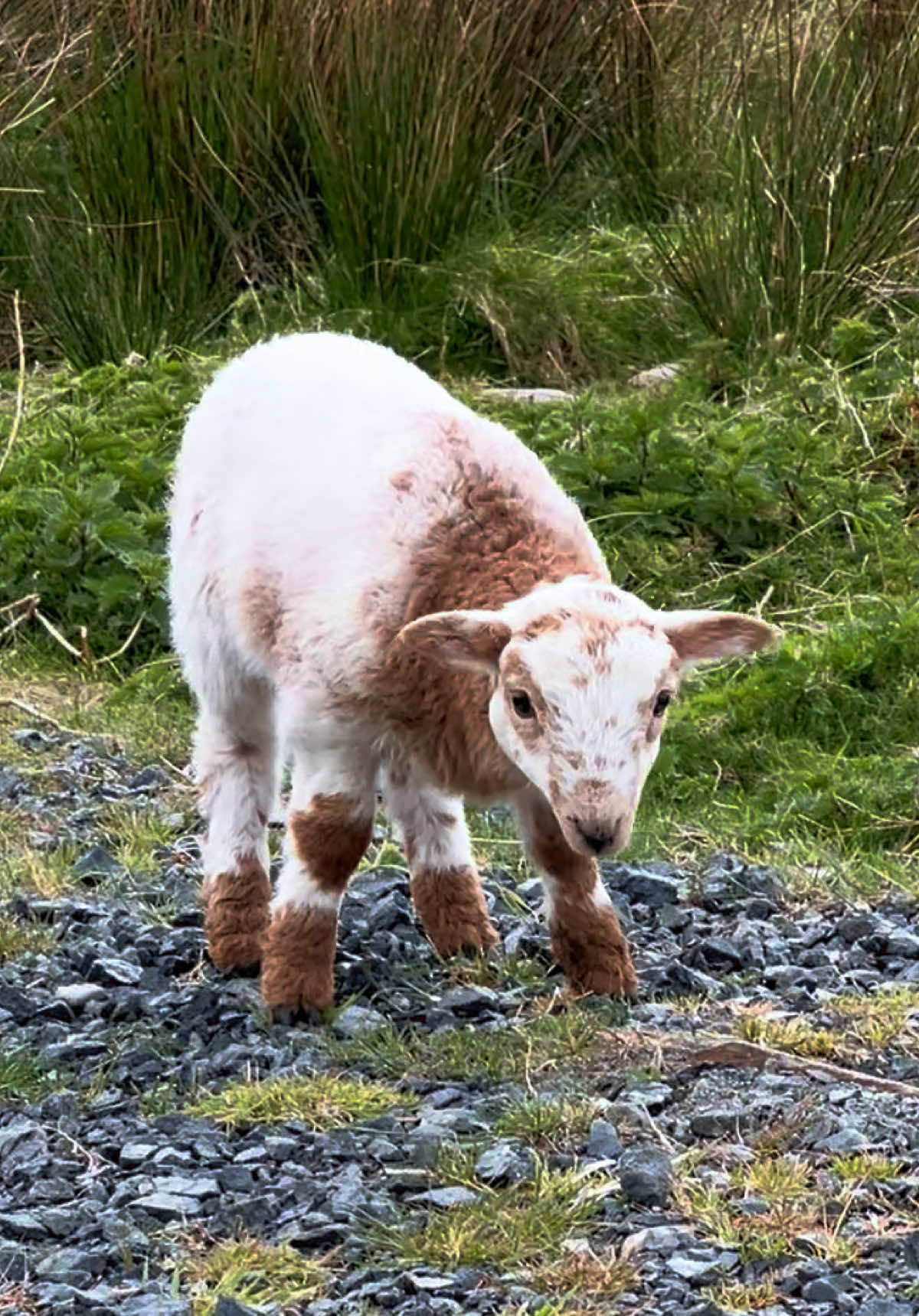 @Annie The Lamb